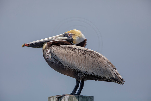 276 pelican (6F3A7775) April 15, 2021