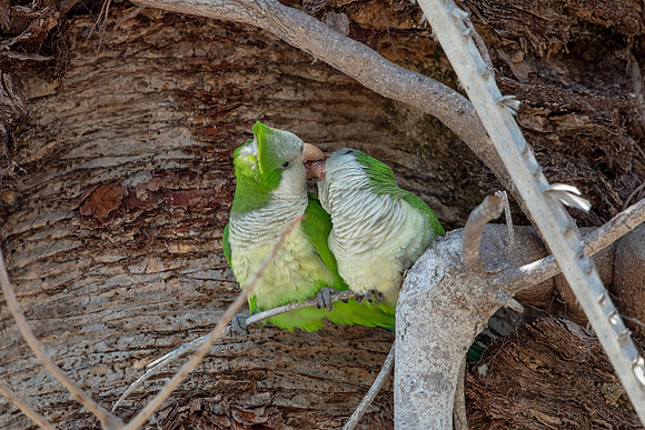 1180 monk parakeet (6F3A4876) April 18, 2021