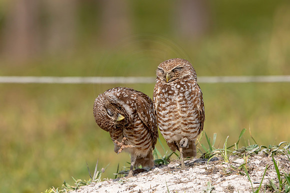 639 burrowing owl (6F3A0673) April 17, 2021
