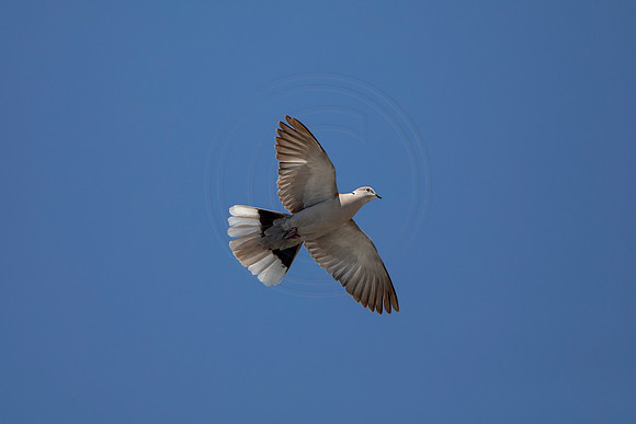 1188 white-winged dove (6F3A4953) April 18, 2021