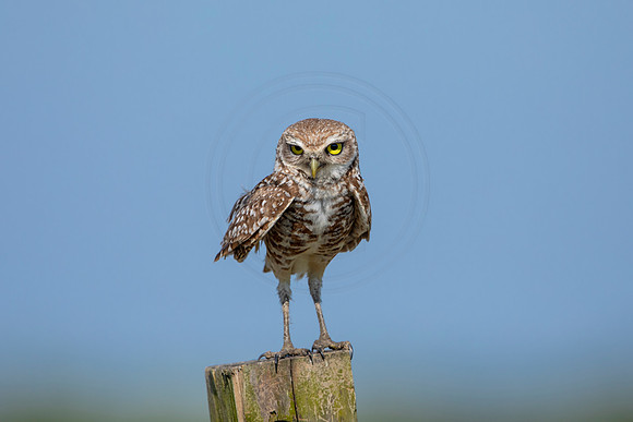 934 burrowing owl (6F3A2555) April 17, 2021