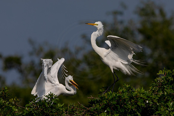 1054 egret (6F3A3648) April 18, 2021