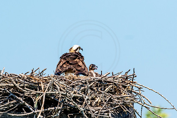 Osprey in Crown Point