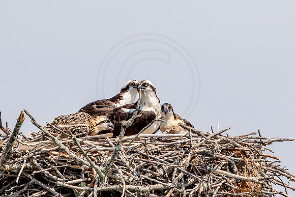 Osprey in Crown Point