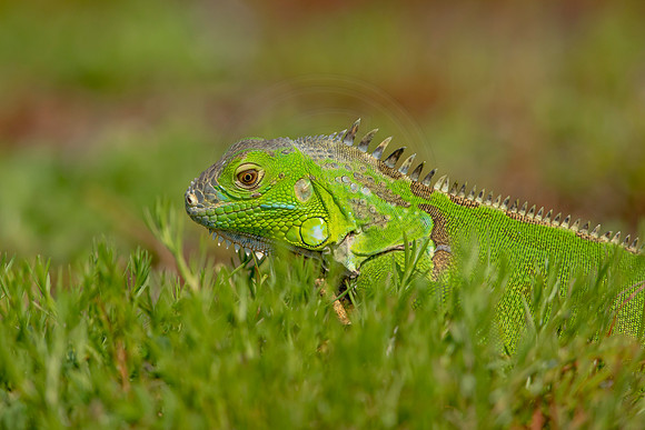 499 iguana (6F3A9087) April 15, 2021