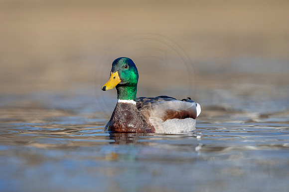 268 mallard (AF3A4447) March 20, 2021