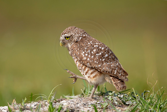 618 burrowing owl (6F3A0523) April 17, 2021