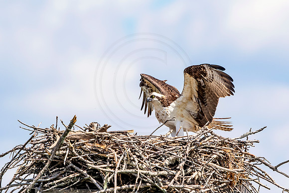 Osprey in Crown Point