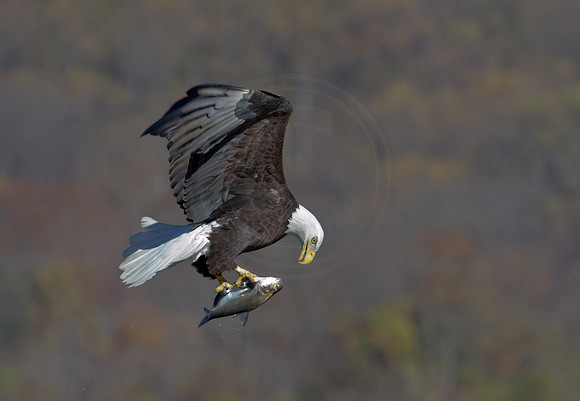 Bald Eagle at Conowingo