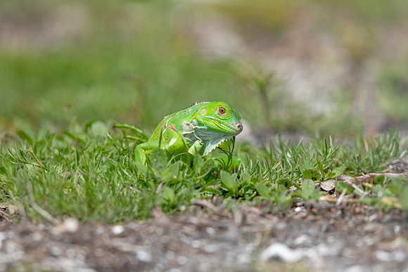 354 iguana (6F3A8332) April 15, 2021