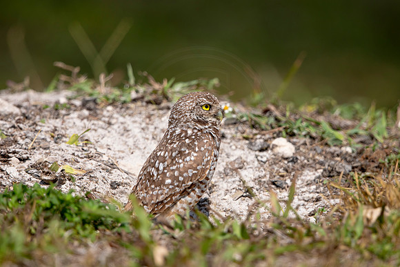 642 burrowing owl (6F3A0730) April 17, 2021