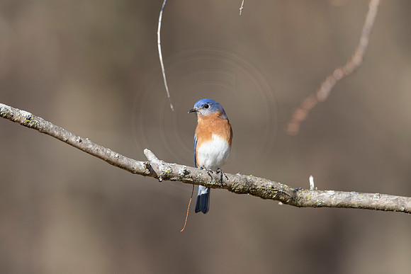 212 eastern bluebird (AF3A3428) March 12, 2021