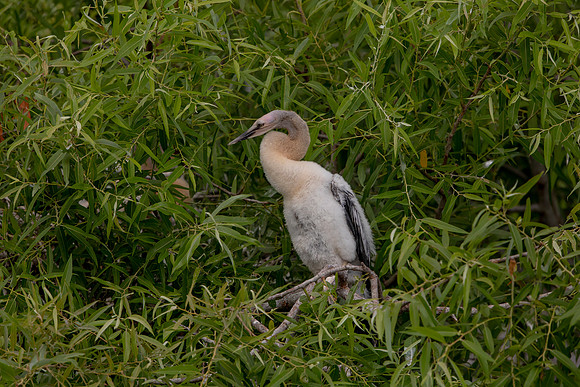 1139 anhinga (6F3A4331) April 18, 2021