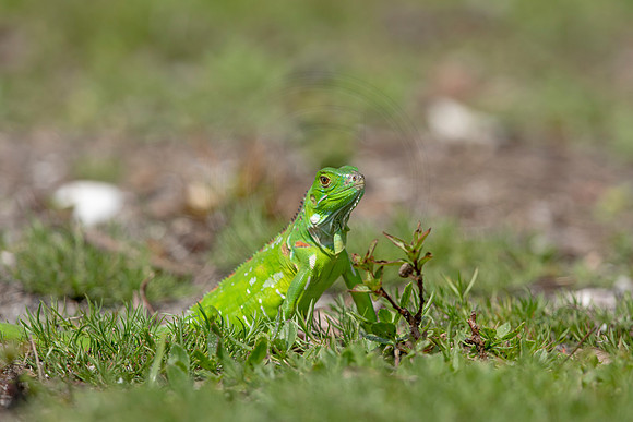 372 iguana (6F3A8400) April 15, 2021