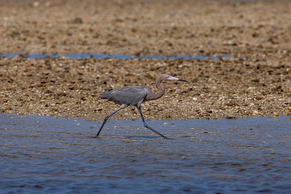 173 reddish egrets (6F3A6729) April 15, 2021