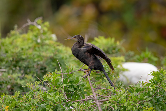 1140 anhinga (6F3A4366) April 18, 2021