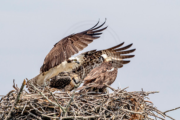 Osprey in Crown Point
