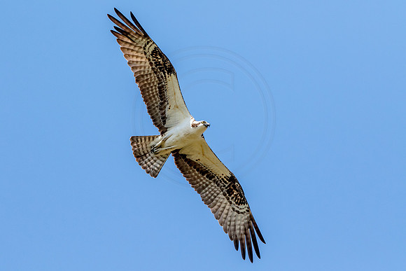 Osprey in Crown Point