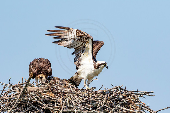 Osprey in Crown Point