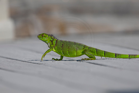 526 iguana (6F3A9228) April 15, 2021
