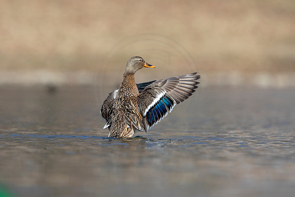 242 mallard (AF3A3697) March 13, 2021