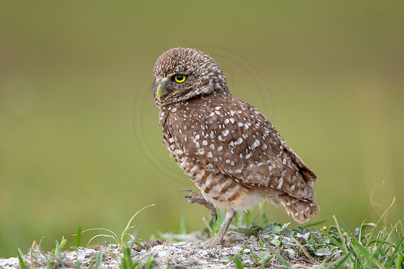 623 burrowing owl (6F3A0546) April 17, 2021