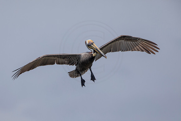 53 pelican (6F3A8781) April 15, 2021