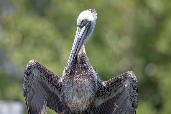 294 pelican (6F3A7885) April 15, 2021