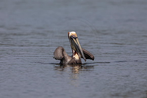 51 pelican (6F3A8716) April 15, 2021