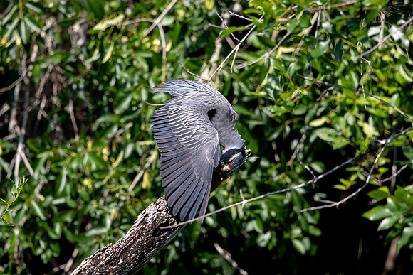 537 night heron (6F3A9494) April 16, 2021
