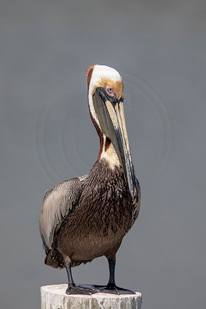 380 pelican (6F3A8429) April 15, 2021