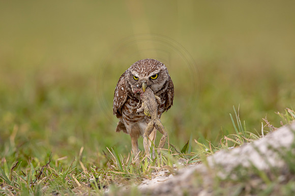 12 burrowing owl (6F3A0384) April 17, 2021