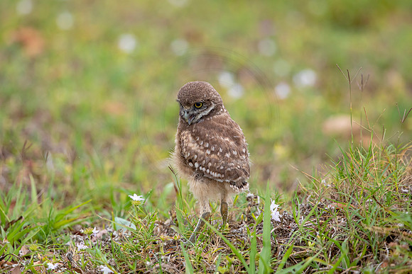 27 burrowing owl kid (6F3A8649) April 19, 2021