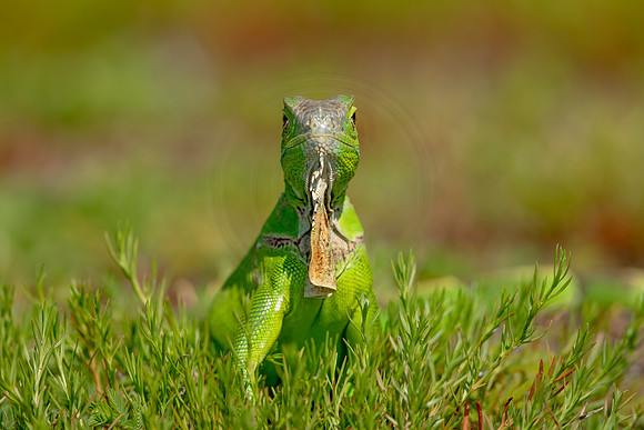 517 iguana (6F3A9167) April 15, 2021