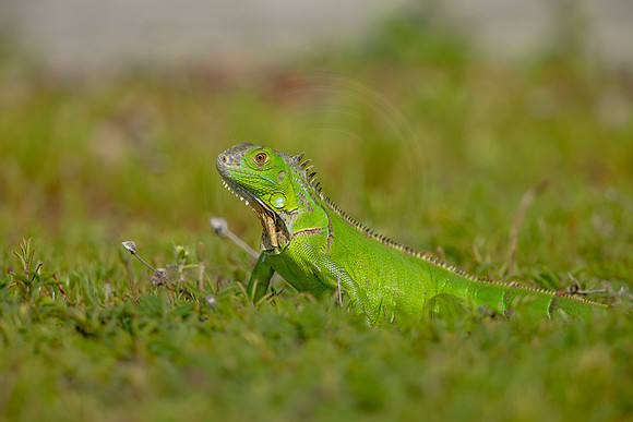 480 iguana (6F3A9016) April 15, 2021
