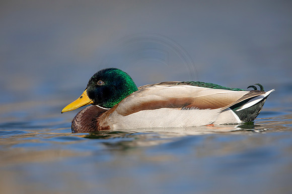221 mallard (AF3A3597) March 13, 2021