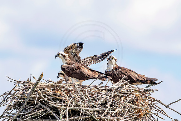 Osprey in Crown Point