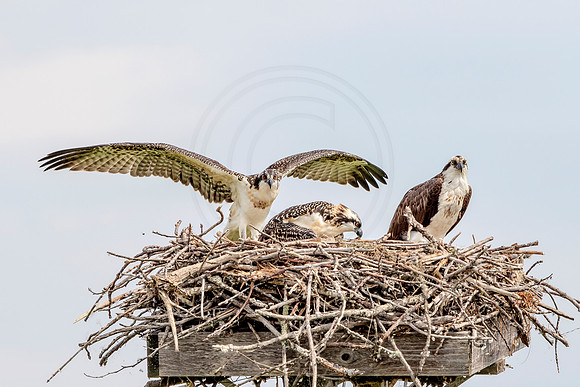Osprey in Crown Point
