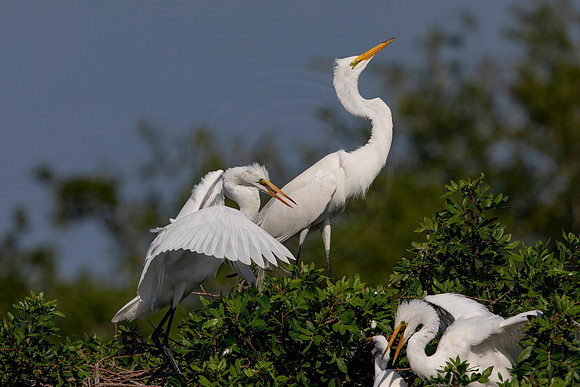 1039 egret (6F3A3501) April 18, 2021