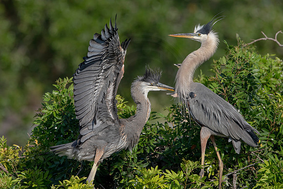 17 gbh (624A2999) April 18, 2021