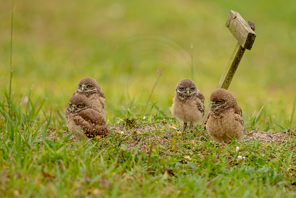 56 burrowing owl (6F3A1413) April 21, 2021