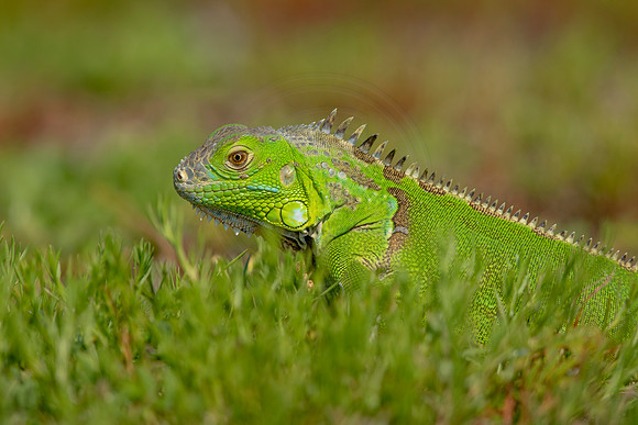 500 iguana (6F3A9096) April 15, 2021