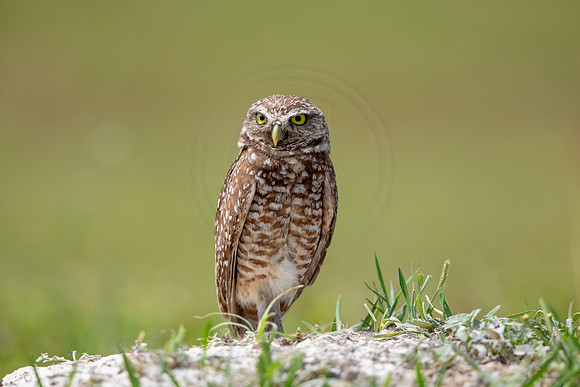 695 burrowing owl (6F3A1172) April 17, 2021