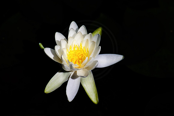 Spring Flower