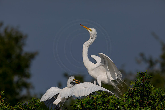 1036 egret (6F3A3490) April 18, 2021