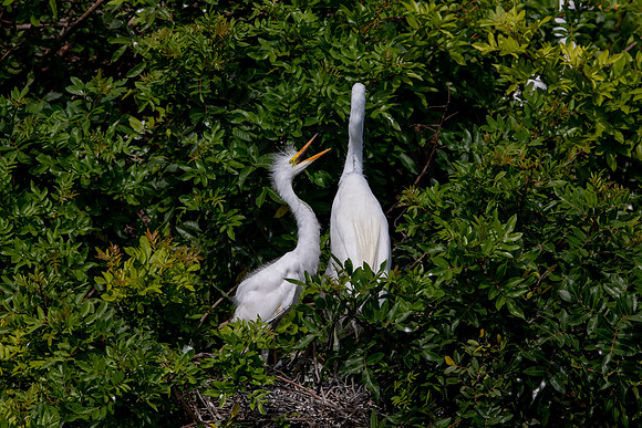 1113 egrets (6F3A4154) April 18, 2021