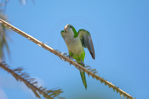 1207 monk parakeet (6F3A5217) April 18, 2021