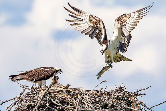 Osprey in Crown Point
