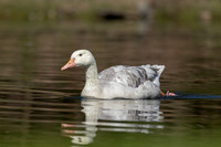 3 buddy the goose (IMG_0272) April 15, 2023