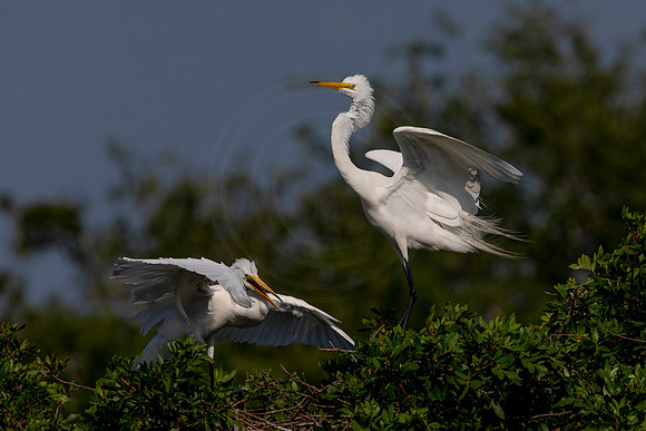 1055 egret (6F3A3649) April 18, 2021